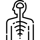 https://www.fisiopratica.it/wp-content/uploads/2022/01/nervous-system.png